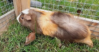 Morské prasiatka - 3