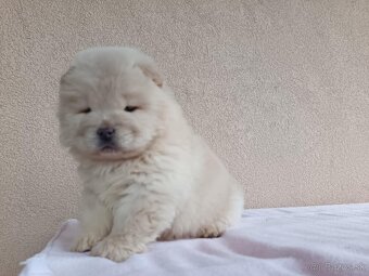 Chow chow - 3