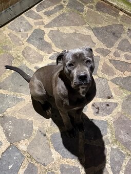 Cane Corso - 3