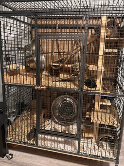 Darujem osmákov degu - 3