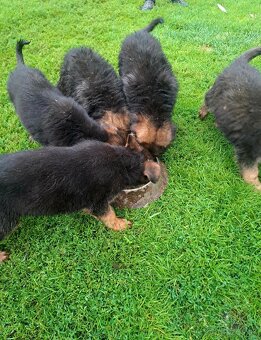 Nemecký ovčiak - 3