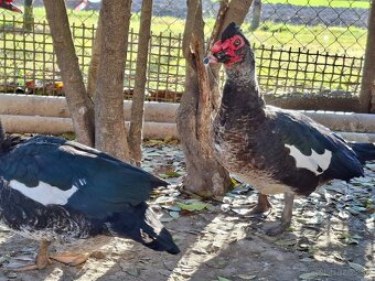 Pižmové kačice - 3