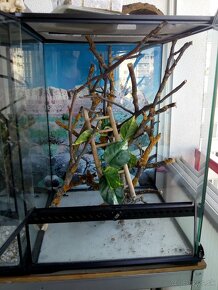 Chameleon jemensky - moznost upravit terarium - 3