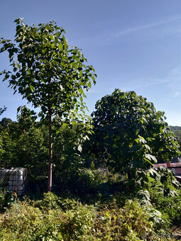 Cisarsky strom Paulownia a Aloe vera - 3
