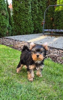 Šteniatko Yorkshire Terrier s PP-REZERVOVANÝ - 3