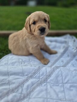 Zlaty retriever - 3