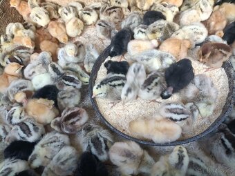 Ponúkame kuriatka 5dňove vakcinovane cena 1,40e - 3