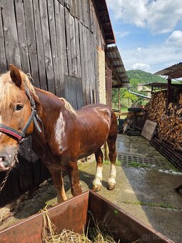 Predám tazneho zrebca - 3