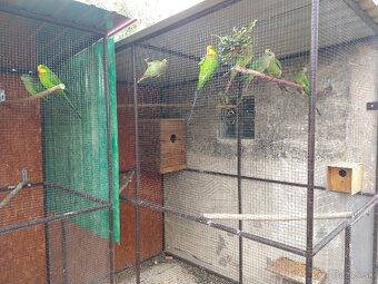 Papagáj nádherný(baraband) - 3