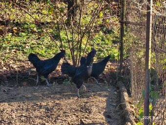 Ayam cemani na predaj - 3