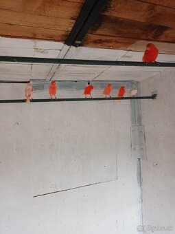 Kanáre - predaj - 3