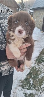 Border Kolia šteniatka - 3