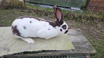 Nemecky obrovity strakac hav. Samec - 3