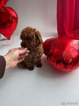 Pudel toy mini - 3