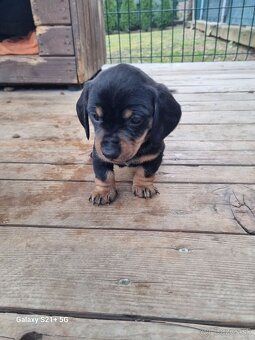 jazvecik trpaslici kratkosrsty - 3