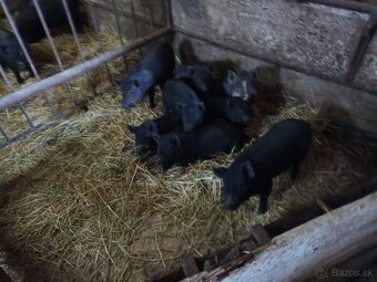 Vietnamské prasiatka - 3