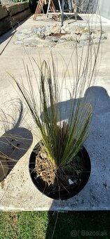 Ponukam kavil-stipa - 3