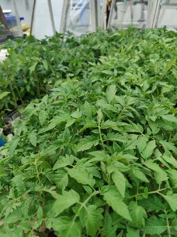 Planty na predaj - 3