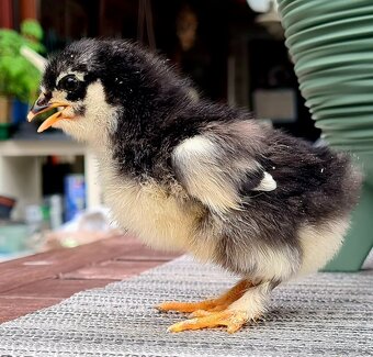 Marans medenokrké - 3