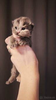 Mačička Maine coon k rezervácii , Mainska myvalia - 3