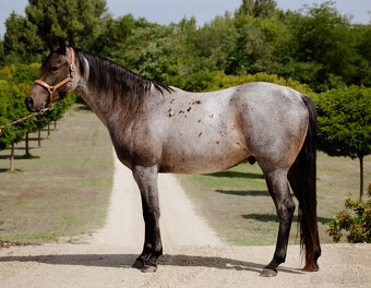 Na predaj QH valach - 3