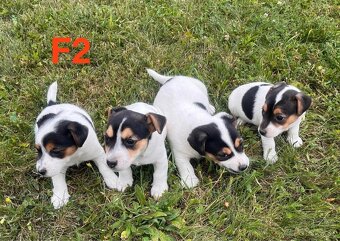 Jack Russell - 3
