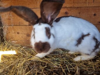 NOS ,FRANCUZSKY BARAN - 3