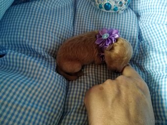 ❤️Pudlik extra mini toy ❤️ - 3