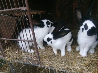 Zajace na predaj - 3