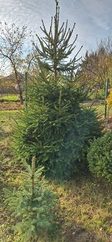 Živé smreky🎄 ako Vianočný stromček🎄 - 3