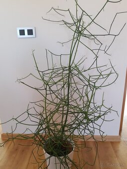 Euphorbia tirucalli - 3