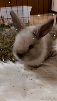 Králik - zajačik minilop - 3