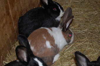 Predám králiky - 3
