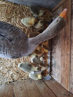 Hus Landeská hus biela - 3