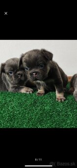 Francuzsky buldocek - 3