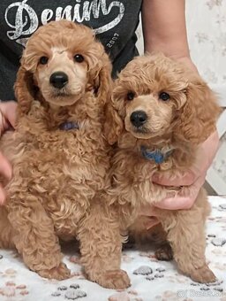 Pudel ( pudlik ) s pp - 3