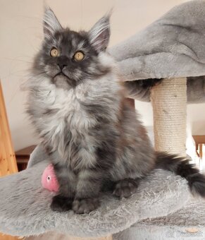 MAINE COON - Mainská mývalia s PP - 3