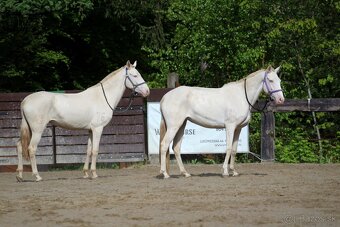 Čisté Lusitano s plným pôvodom Masc cremello - 3