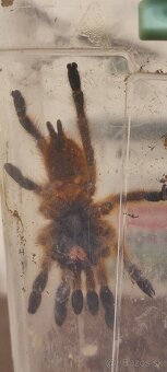 Psalmopoeus cambridgei ,Pterinochilus murinus - 3