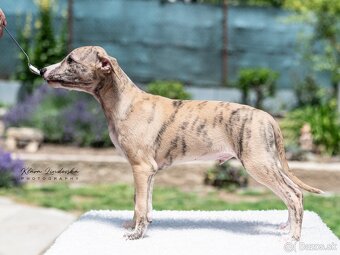 Whippet s PP FCI - 3