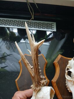 2 raritne srnčie trofeje - 3
