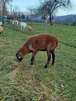 Kamerunsky baran - 3