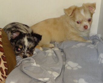 čivava dlhosrsta - 3