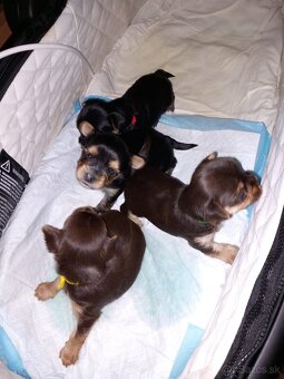 Yorkshirsky teriér - 3