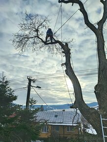 Rizikové orezávanie a výruby stromov, Arboristika - 3