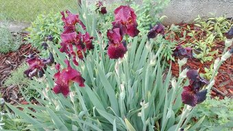 Vínovo-červené holandské kosatce / Iris - 3