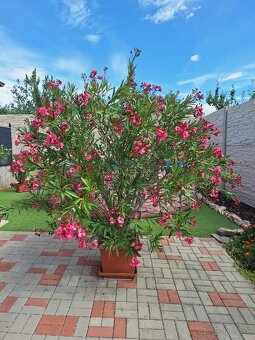 Oleander - 3