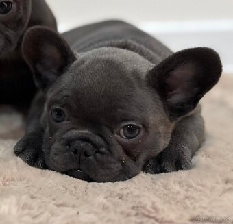 Francúzsky buldoček, buldog - 3