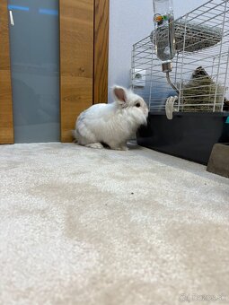 Predám zakrslého bieleho zajačika - 3