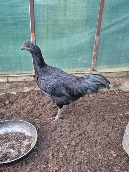 Ayam cemani- kohúti - 3